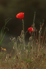 Obraz premium red poppies in a grass field 