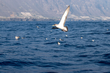 Fototapeta premium seagull in the sea