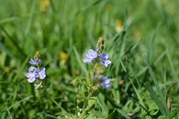 Fototapeta premium blue flowers 