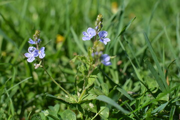 blue flowers 