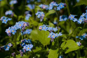 Forget me not is a genus of herbaceous plants of the Borage family (Boraginaceae