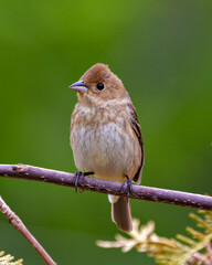 House Brown Sparrow Photo and Image.  Close-up perched on a branch with a blur green background  in its environment and habitat surrounding. Coniferous trees.
