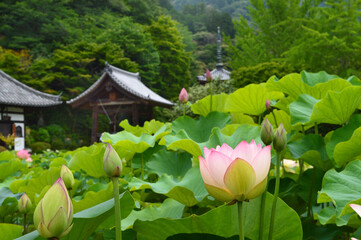 京都府宇治市三室戸寺の可憐なハスの花01