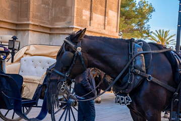 Naklejka na ściany i meble Close-up of man standing with horsecart. Gothic style church in background. Beautiful black horse with bridle carrying cart in historic town.