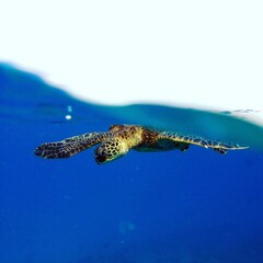 Turtle under a wave