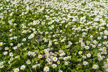 White daisy lawn in spring with blurred background