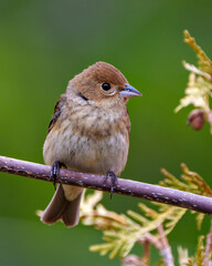 House Brown Sparrow Photo and Image.  Close-up perched on a branch with a blur green background  in its environment and habitat surrounding. Coniferous trees.