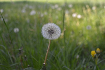 flowers in the field