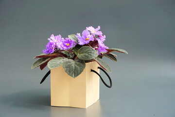 A bouquet of flowers in a gift box for a birthday, mother's day, valentine's day. Blue violets on a gray background. Blooming home flowers. Saintpaulia side view.	