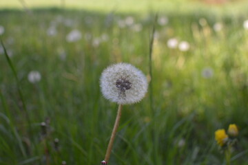 Fototapeta na wymiar flowers in the field