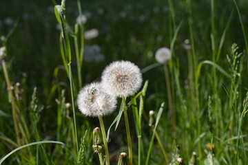 flowers in the field