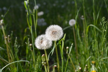 flowers in the field