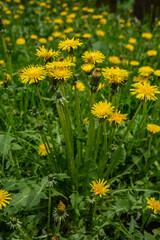 Close-up view of beautiful bright yellow blooming dandelions