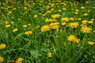 Close-up view of beautiful bright yellow blooming dandelions