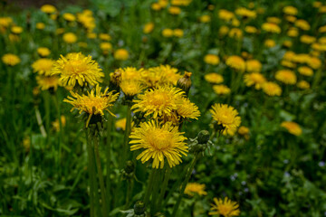 Close-up view of beautiful bright yellow blooming dandelions