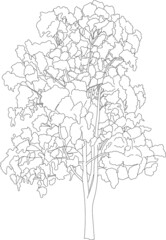 Eucalyptus tree sketch. 
Flat vector tree line art cutout. Vegetation silhouette.