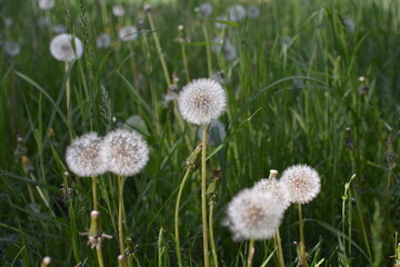 Obraz na płótnie Canvas flowers in the field