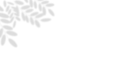 Overlay plant shadow. Realistic shadow mockup.