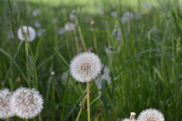 flowers in the field