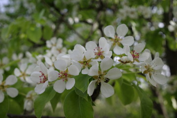 Apple blooming branch