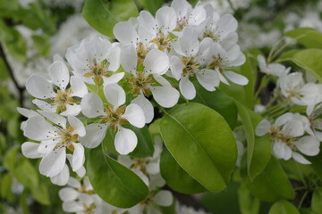 Apple blooming branch