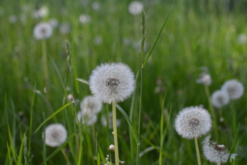 flowers in the field