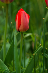 Orange and red tulip
