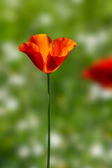 California poppy (Eschscholzia Californica)