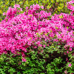 Fototapeta premium Rhododendrons in Windsor Great Park, United Kingdom