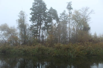Fototapeta na wymiar Shore of a forest lake in the fog