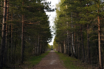 Empty park road with trees around