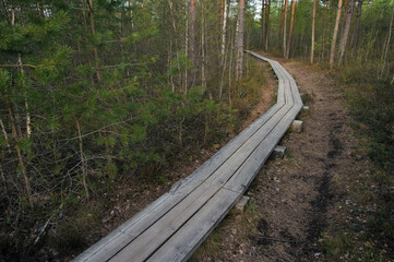 Wooden trail curved turning into forest on beautiful morning light