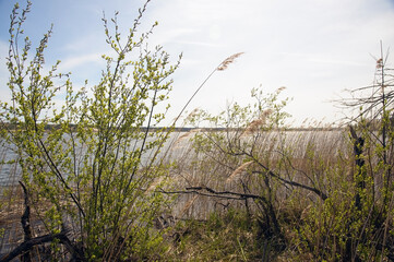 Beautiful lake with green bushes and blue sky