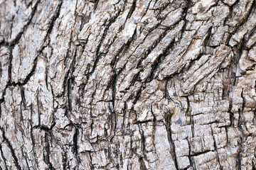 Texture of a bark of a tree macro background