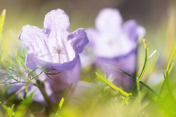 Macro photo of beautiful jacaranda tree's violet fallen flowers lying on green grass in spring