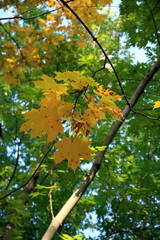 Yellow leaves of the Canadian maple close-up against the background of green foliage in autumn