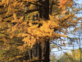 Obraz premium Yellow needles on larch branches against the sky in autumn