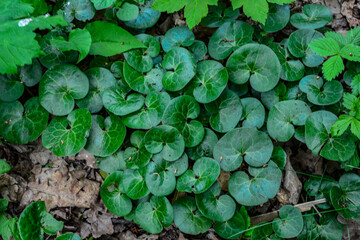 Asarum europaeum grows in the forest in the wild