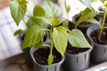 pepper seedlings grow in a pot at home. Seedlings on the balcony. Gardening. Shoots and plants, cultivation, window sill. Selective focus
