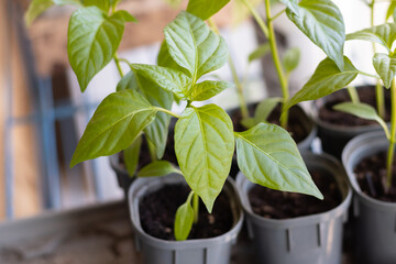 pepper seedlings grow in a pot at home. Seedlings on the balcony. Gardening. Shoots and plants, cultivation, window sill. Selective focus