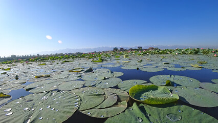 Pink lotuses bloomed in the pond. View of the mountains, blue sky, clouds, trees and houses. The pond is covered with lotuses. Huge green water lilies, drops on the leaves. Almaty, Kazakhstan.