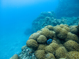 blackspotted puffer hding in a sea anemone in Reunion Island reff, France.