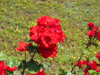 red rose flower scient. name Rosa