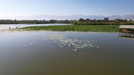 People swim on sup boards in a pond with lotuses. Top view from the throne. Green fields, water lilies floating on the water. Pink flowers are growing. Relax in the middle of the lake on surfing