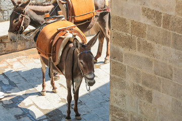 Donkeys in the town Lindos