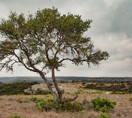 Fototapeta na wymiar Texas hill country mesquite tree