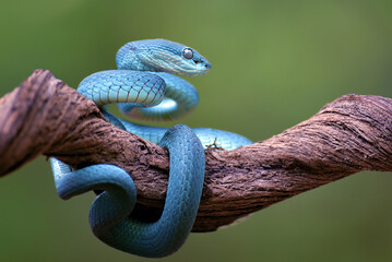 Blue pit viper on a tree branch