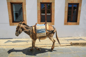 Naklejka premium Donkeys in the town Lindos