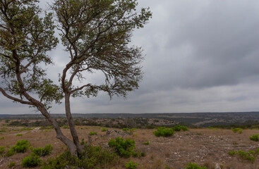Fototapeta na wymiar Mesquite in the heart of Texas
