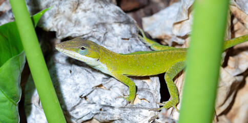 Bright North Carolina gecko